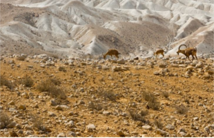 Ibex Reserve Protected Area