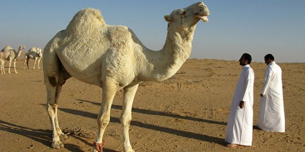 The History Of Saudi Arabia Oil Industry