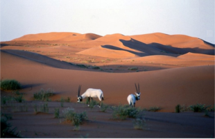 Uruq Bani Ma'arid